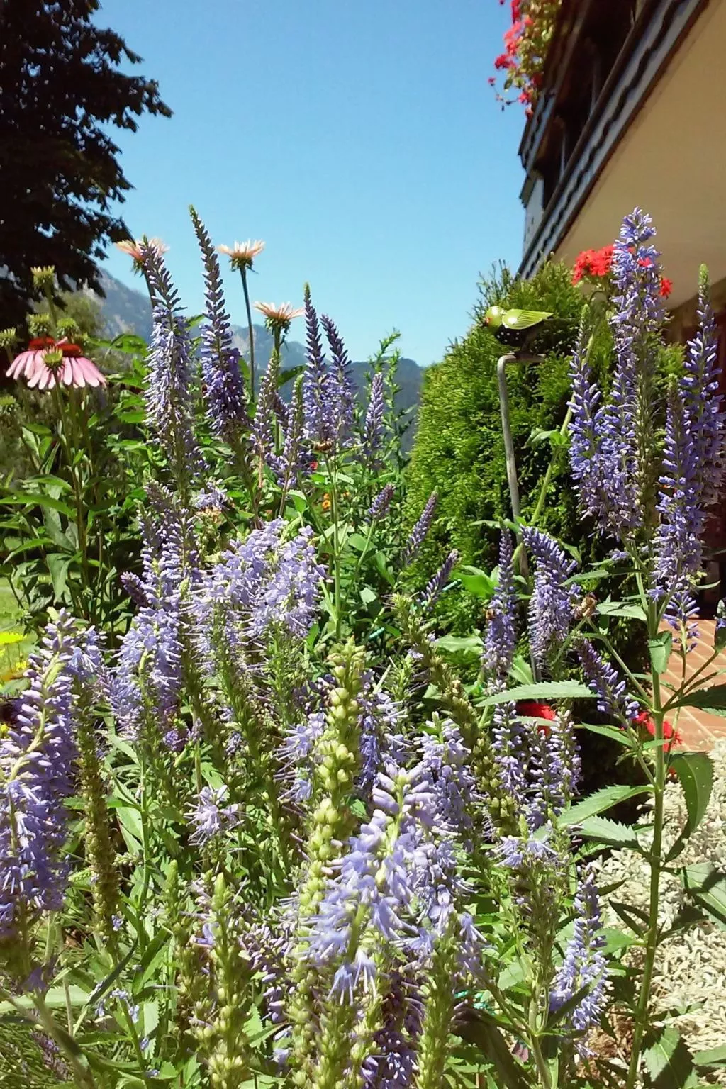 Gsenger in Abtenau-Image-tags.info