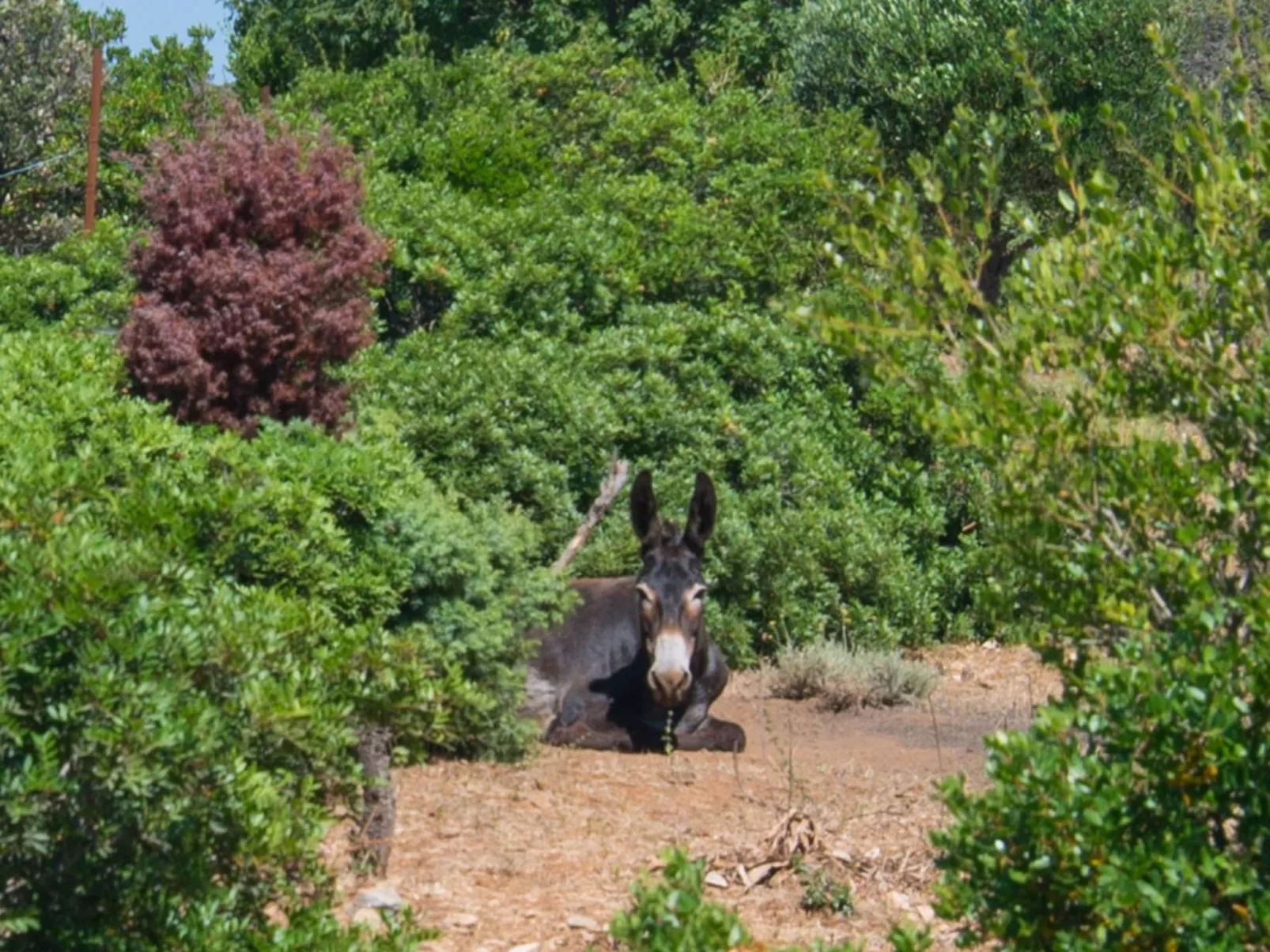 Wohnung Nika in Veli Losinj-Buiten