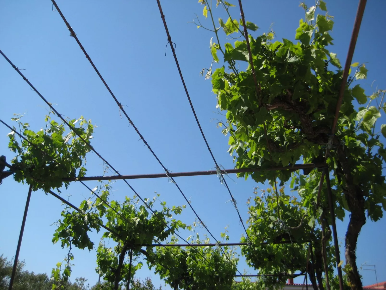 "Biserka" direkt am Strand-Buiten