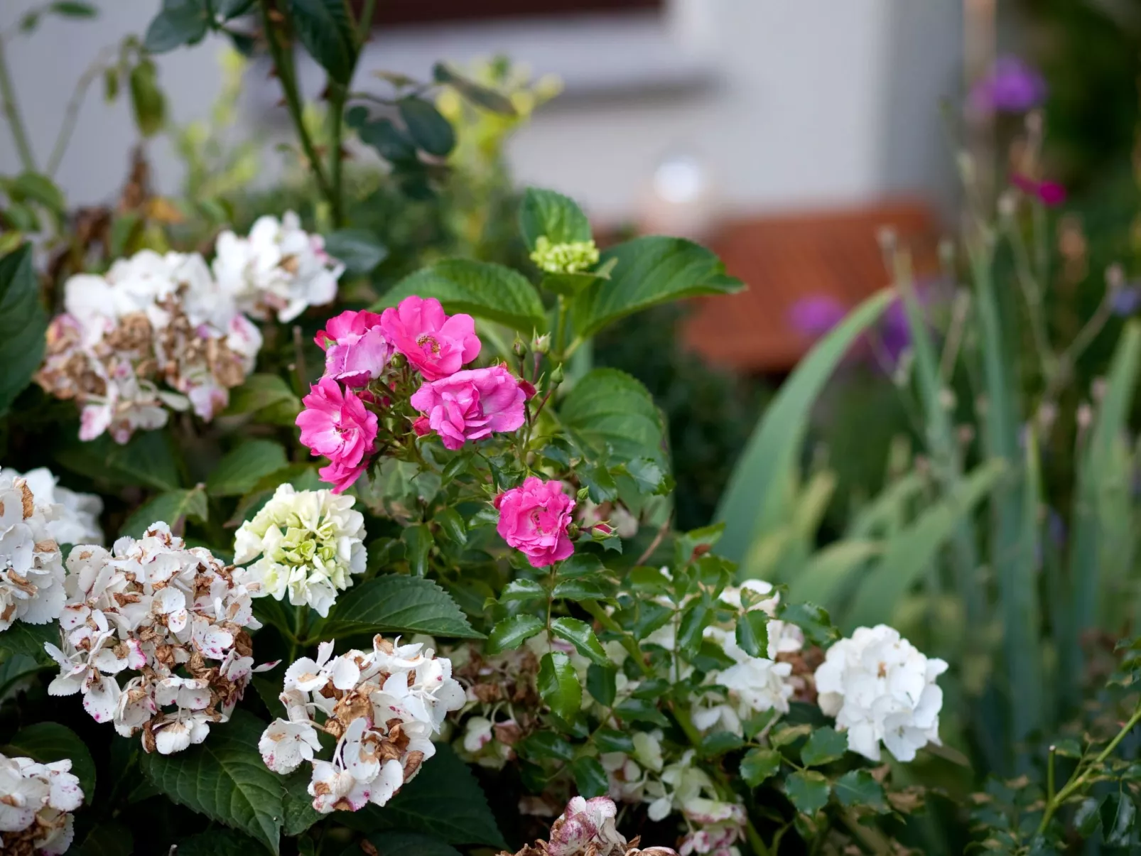 Fewo Ginkgo II-Buiten