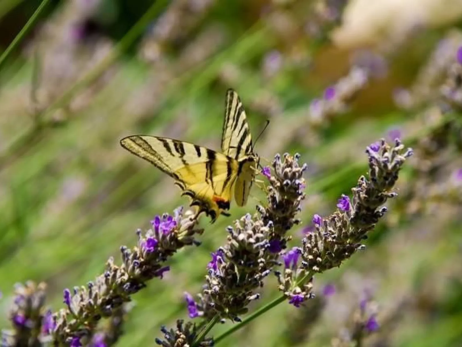 Mit Terrasse und Grill-Buiten