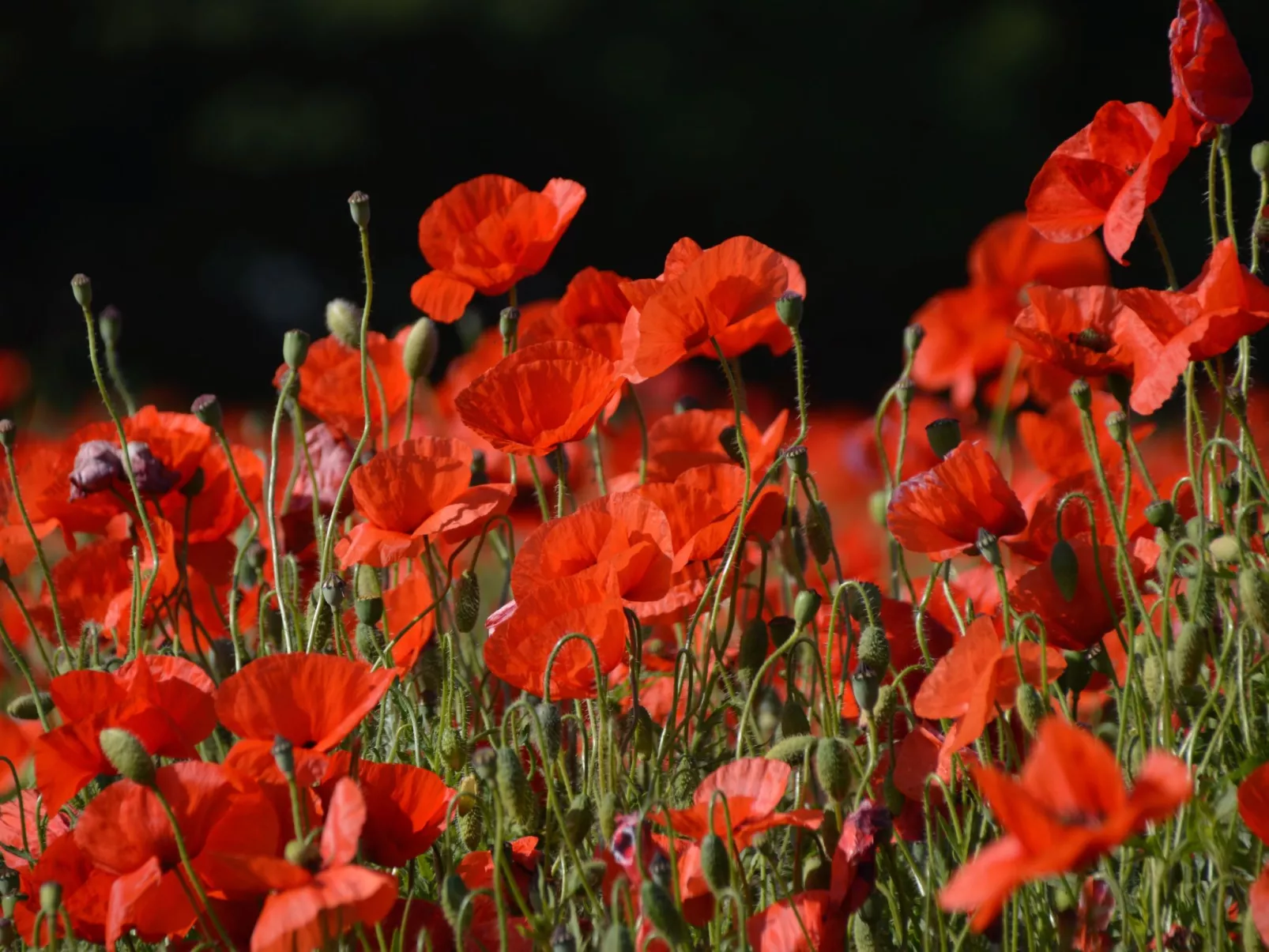 La mer im Marina Strandresort Heiligenhafen-Buiten