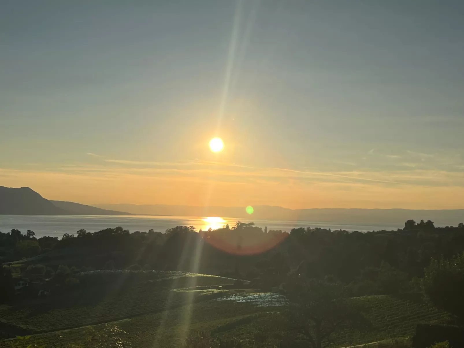 Vigneronne, Vigne-Buiten