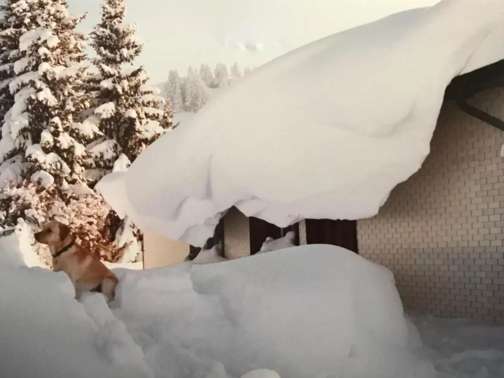 Soldanella-Image-tags.info