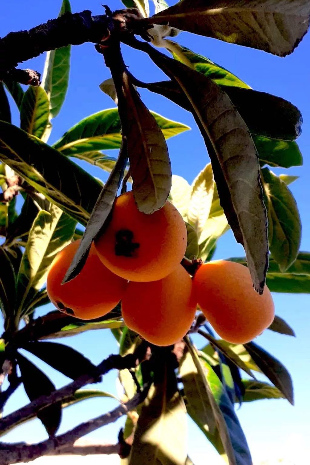 In La Livinière mit Großer Terrasse-Image-tags.info