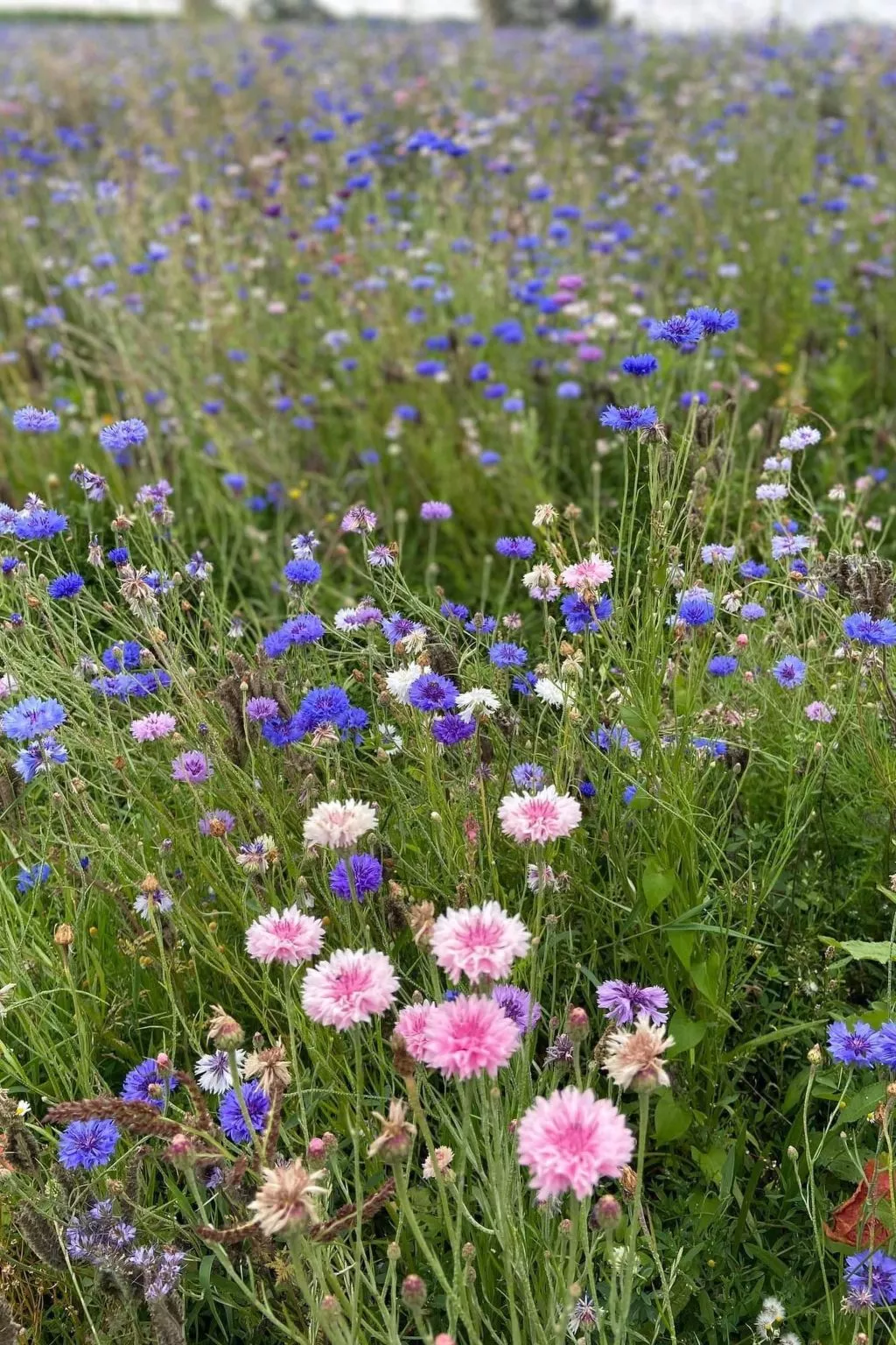 Charmante normannische Ferienwohnung Les chataigniers 2 Zimmer-Buiten