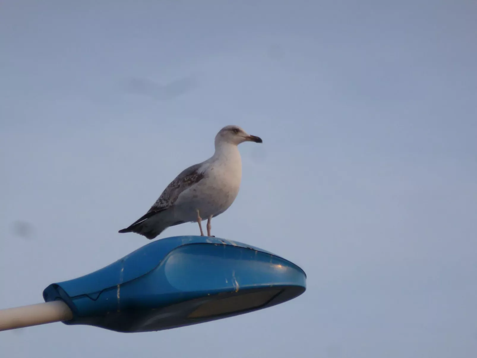 SAISONALE VERMIETUNG: DIE PERGOLA AM STRAND.-Buiten
