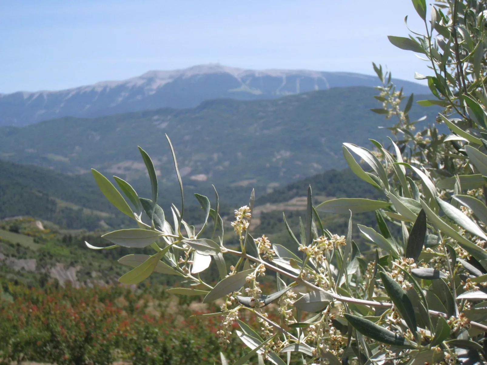 Mit Panoramablick auf den Mont Ventoux-Image-tags.info