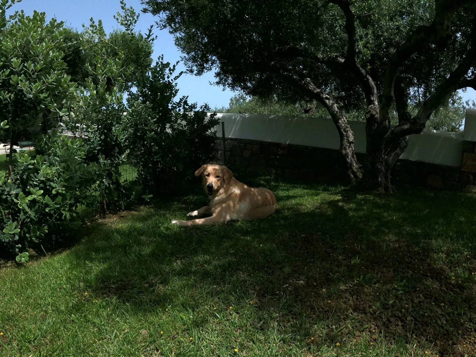 Nefeli Blue Villa in altem Olivenhain, Meerblick-Buiten