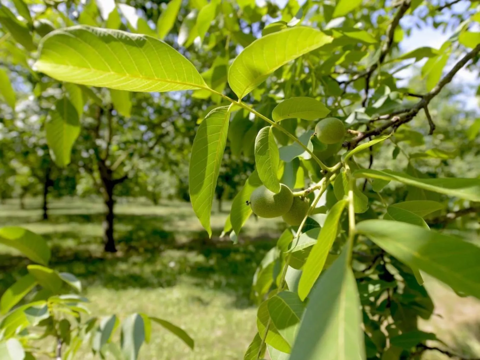 Villa DUXCAAR Beaum.-Buiten