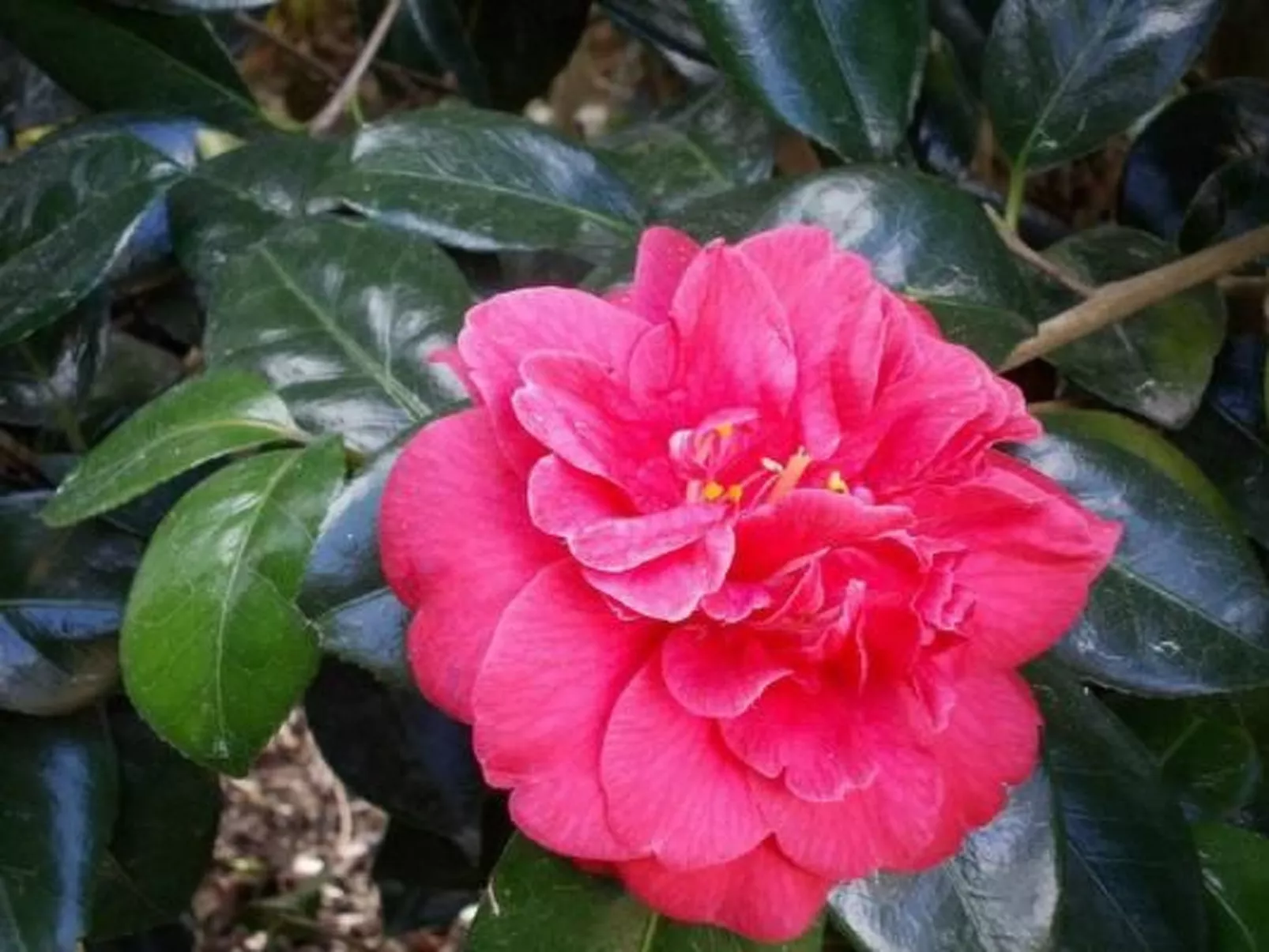 Komforthaus mit Traumgarten und Meerblick-Image-tags.info