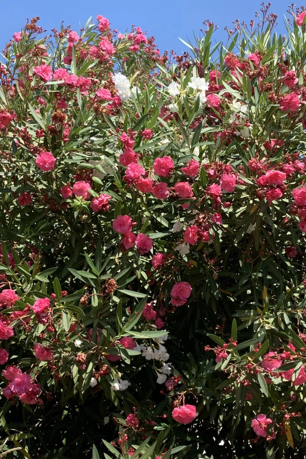 CASA  BENIMEIT-Buiten