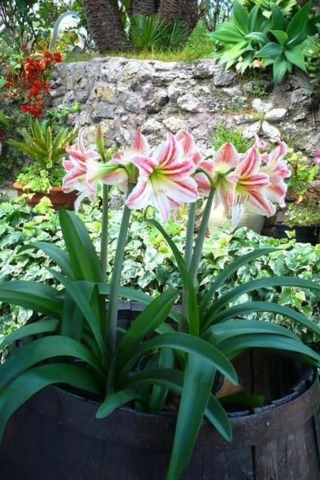 Hibiskus-Image-tags.info