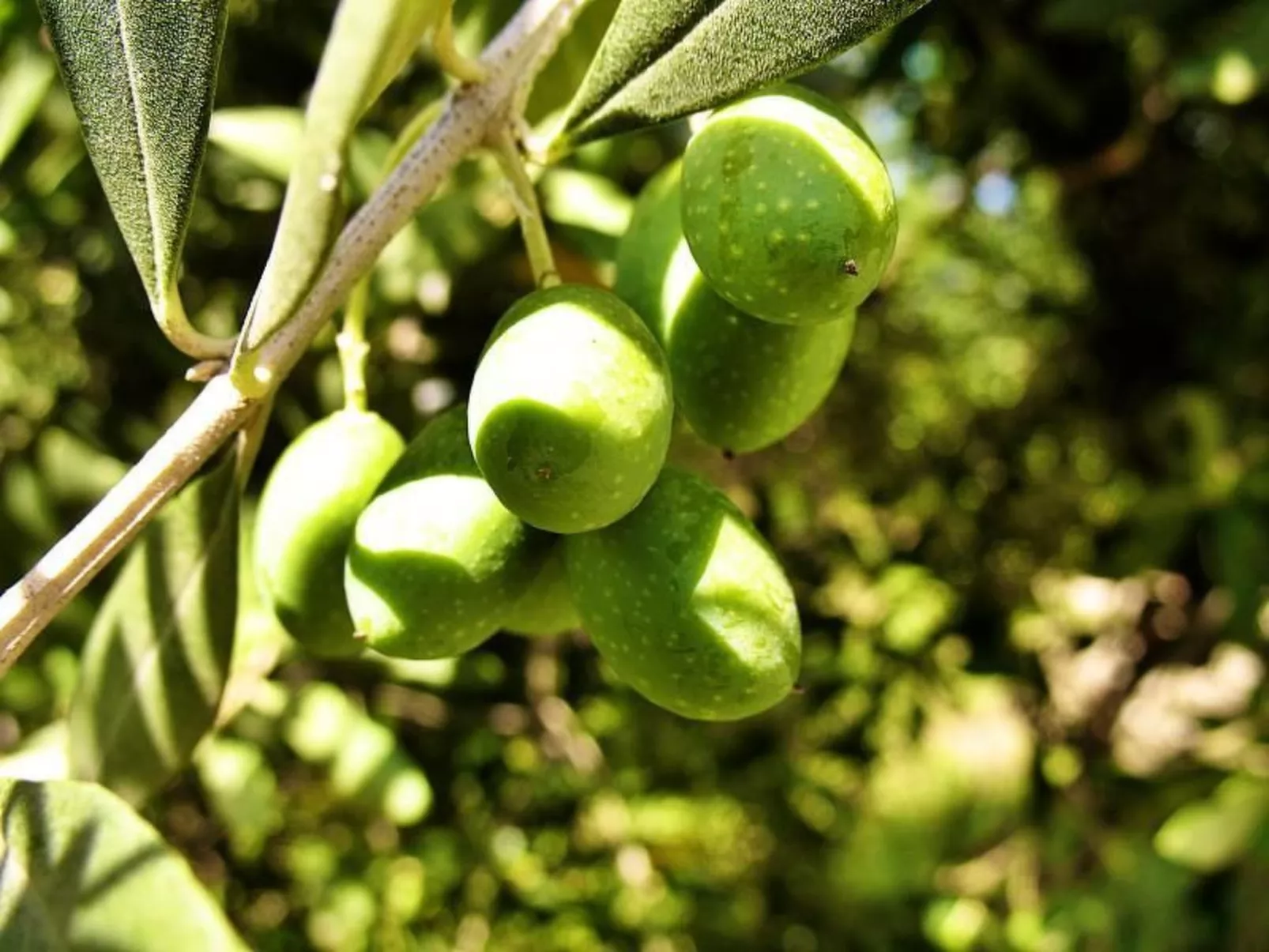 Wohnung in Solarolo mit privatem Parkplatz-Image-tags.info