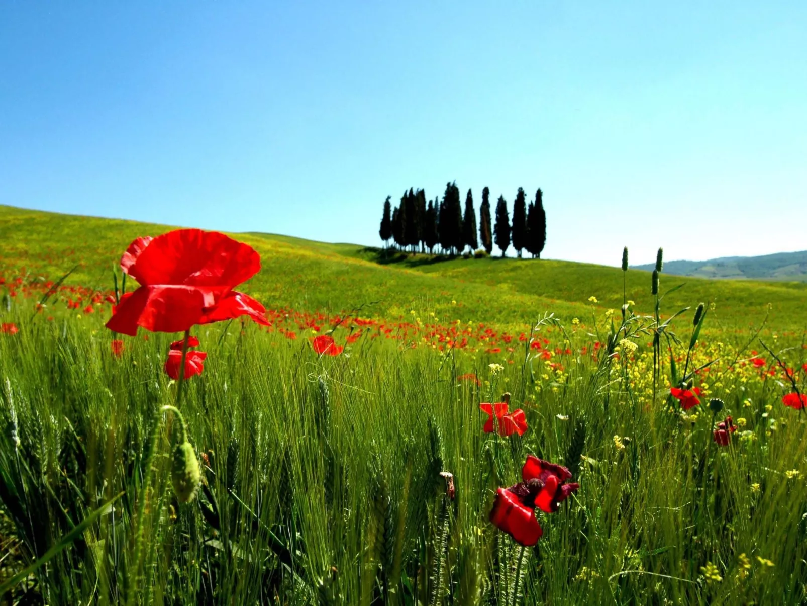 Apartment Rosa Canina (Wilde Rose)-Buiten