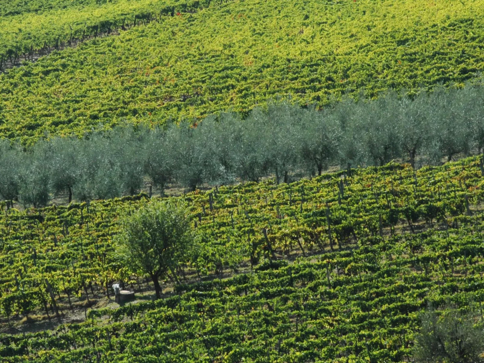 Wohnung in Figline Valdarno mit Gemeinschaftspool-Buiten