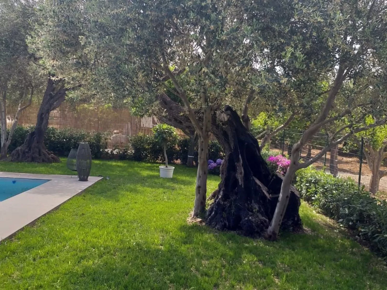 'Federica'-Image-tags.info