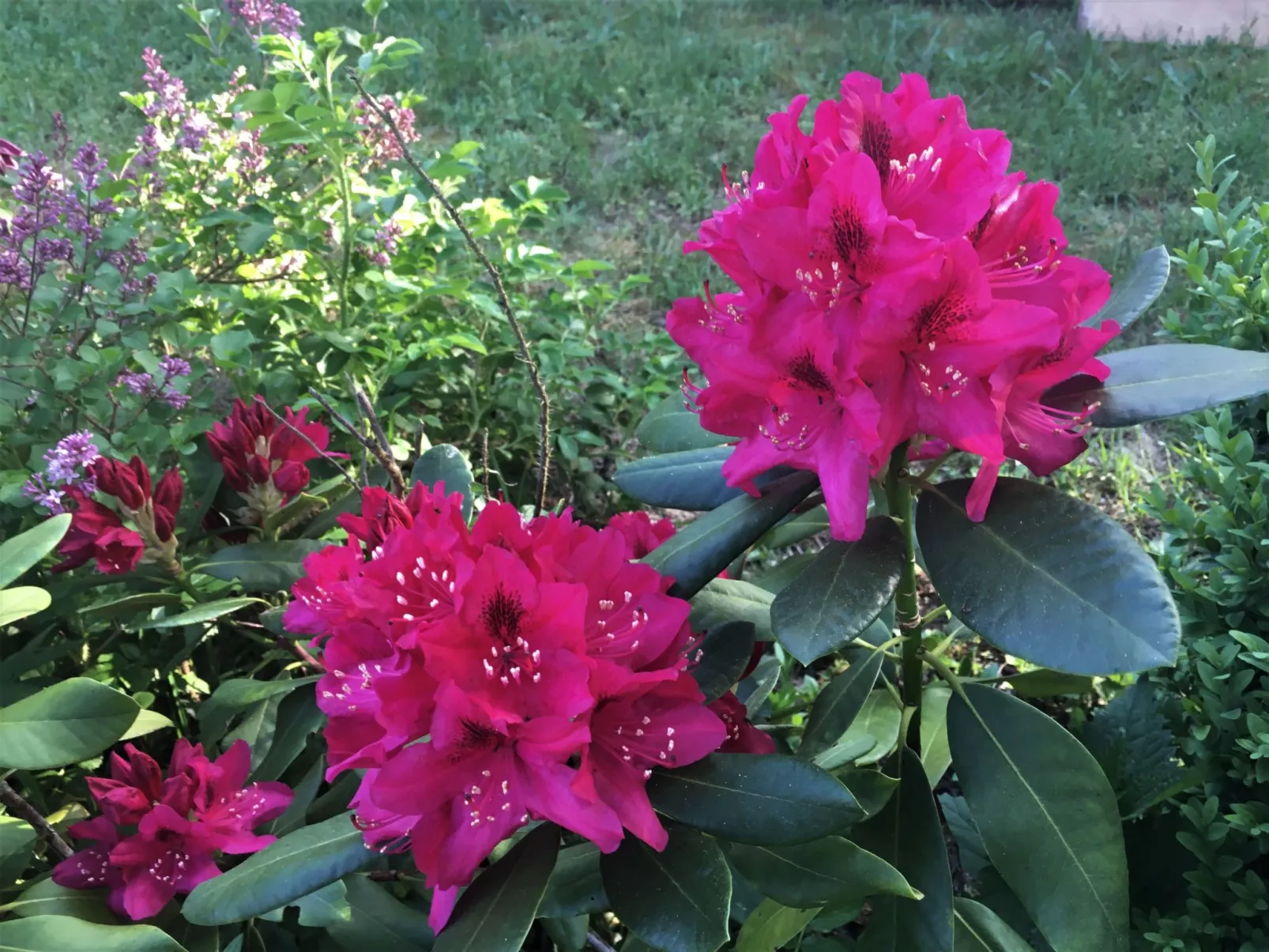 Spitzwegerich-Buiten