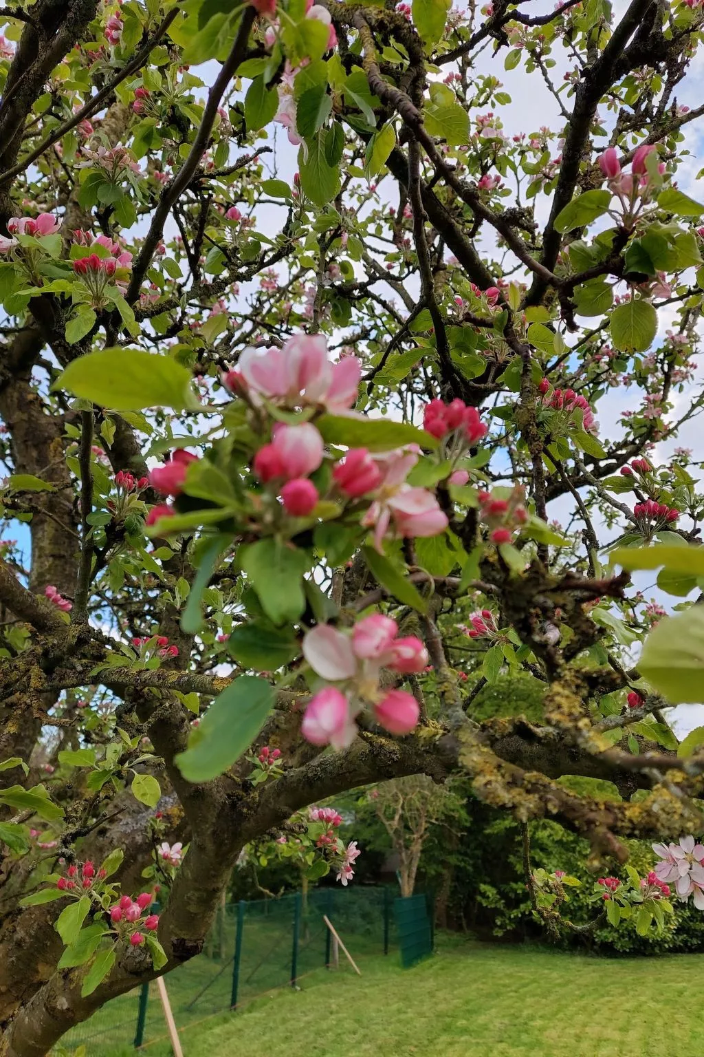 Wattwurm in Fedderwardersiel-Buiten