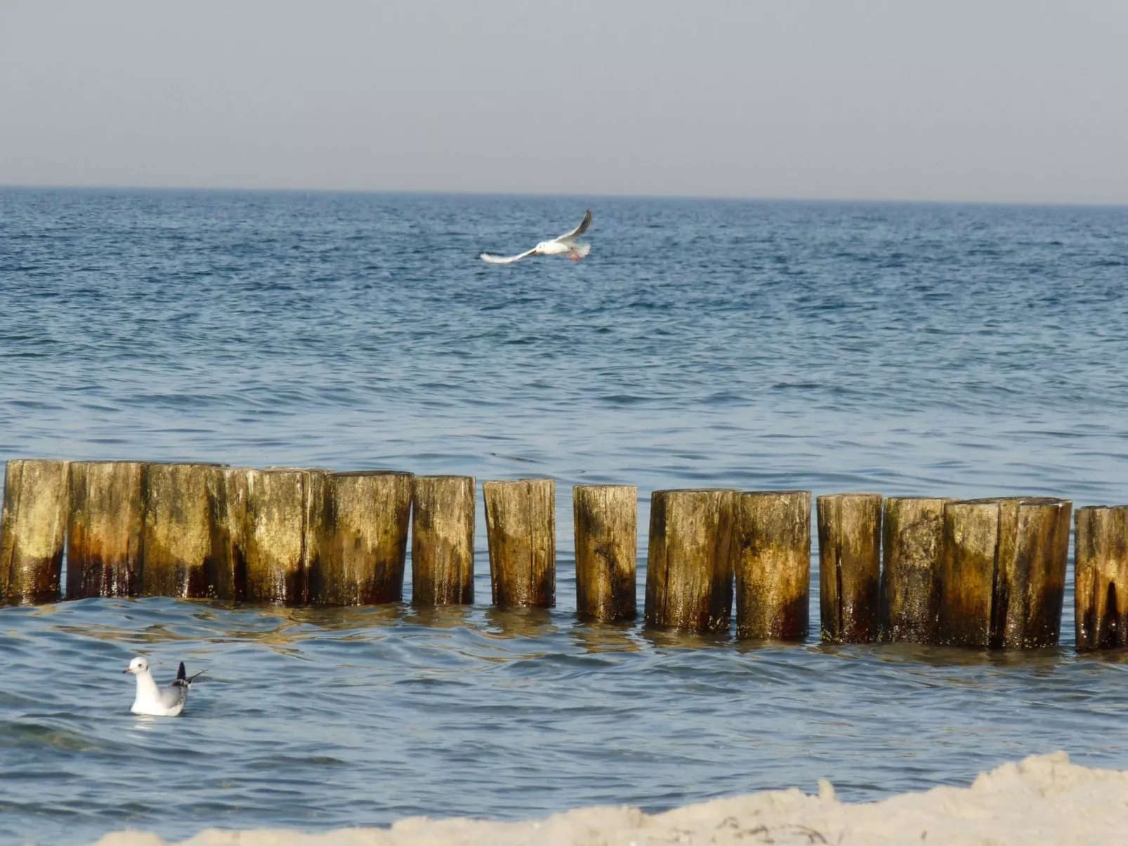 Janet Ratschkowski-Buiten