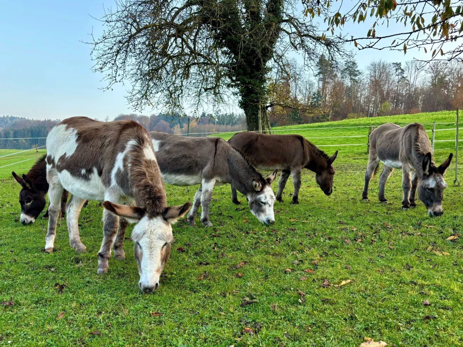 Tieroase Grünegg-Buiten