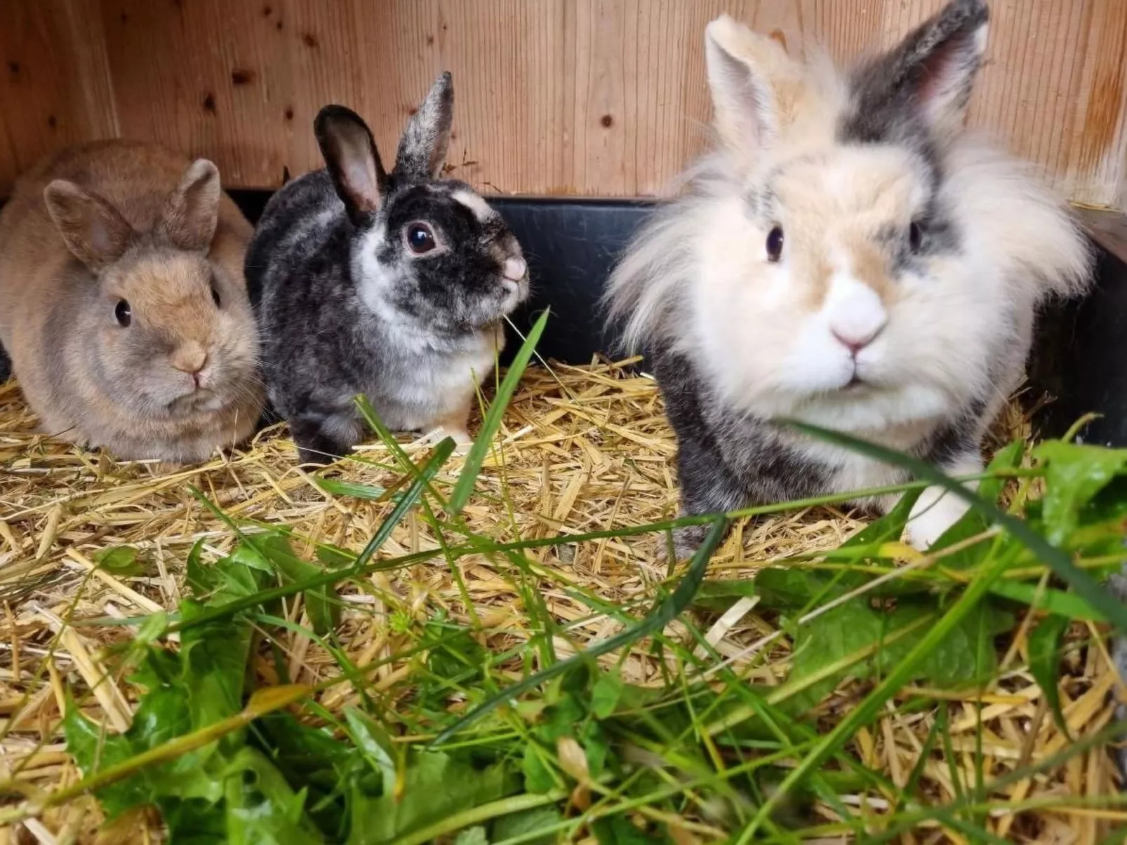 Bio-Hof Brudersrüti-Image-tags.info