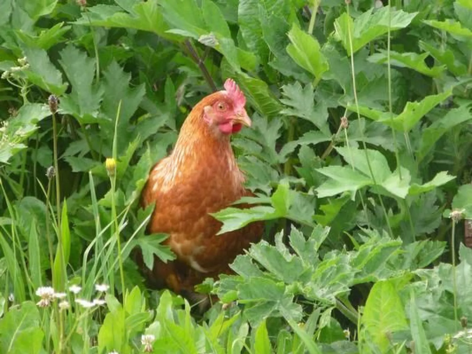 Hof Quadra-Image-tags.info