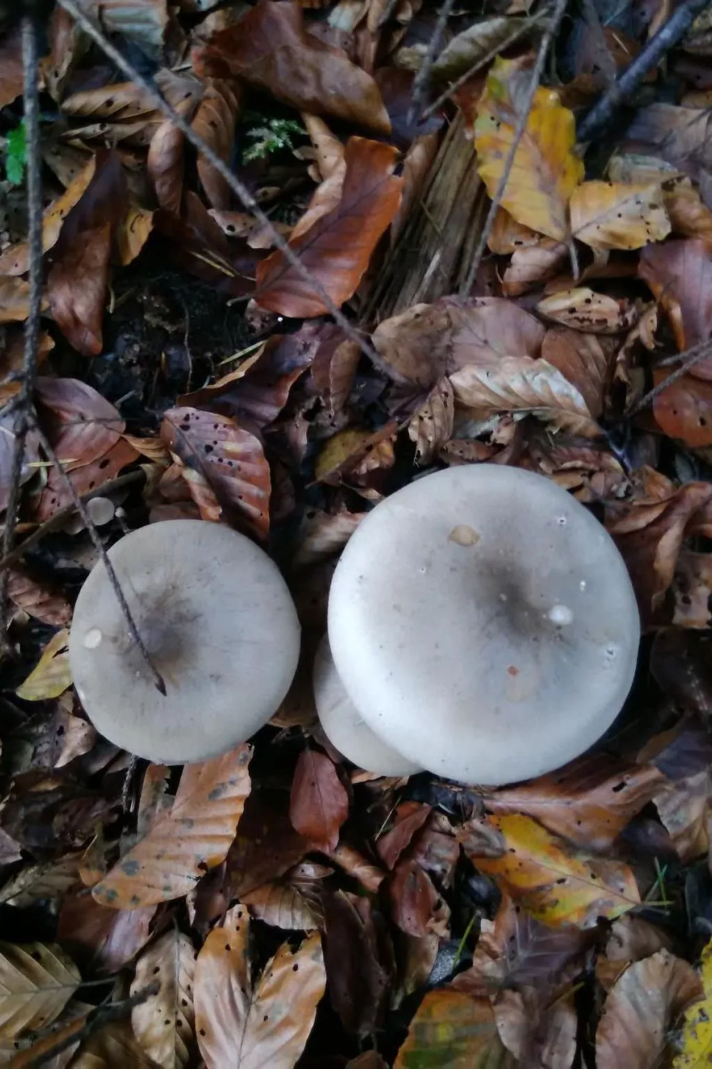 In Hauenstein mit Garten und Grill-Image-tags.info