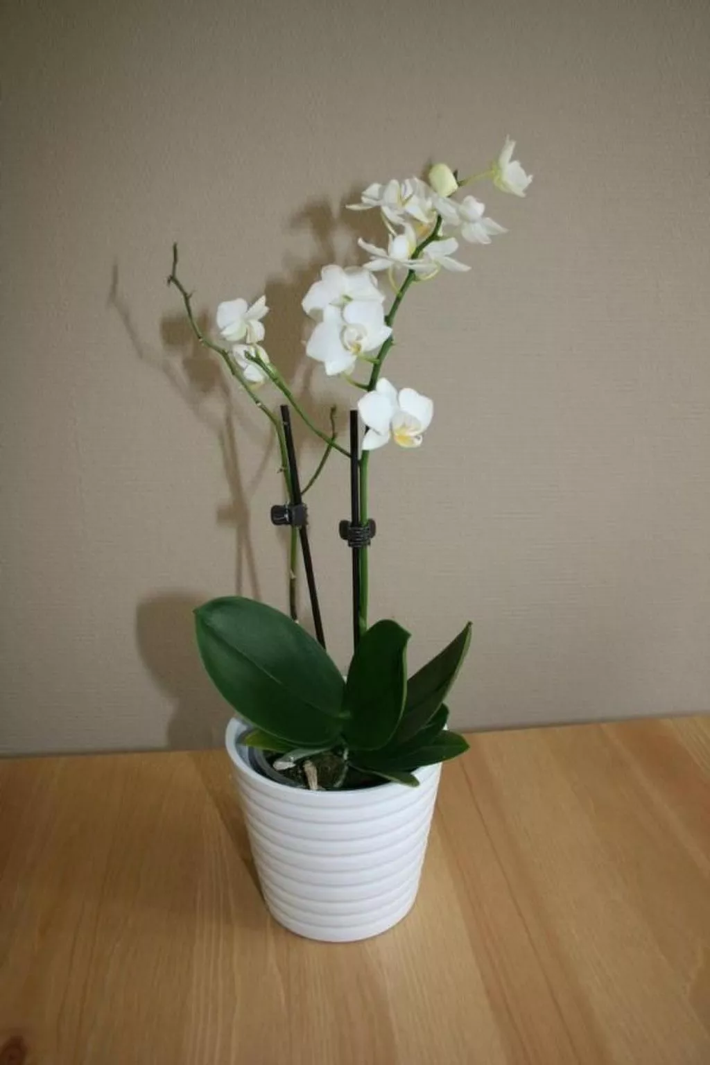 Småland ausserhalb Älmhult - Binnen