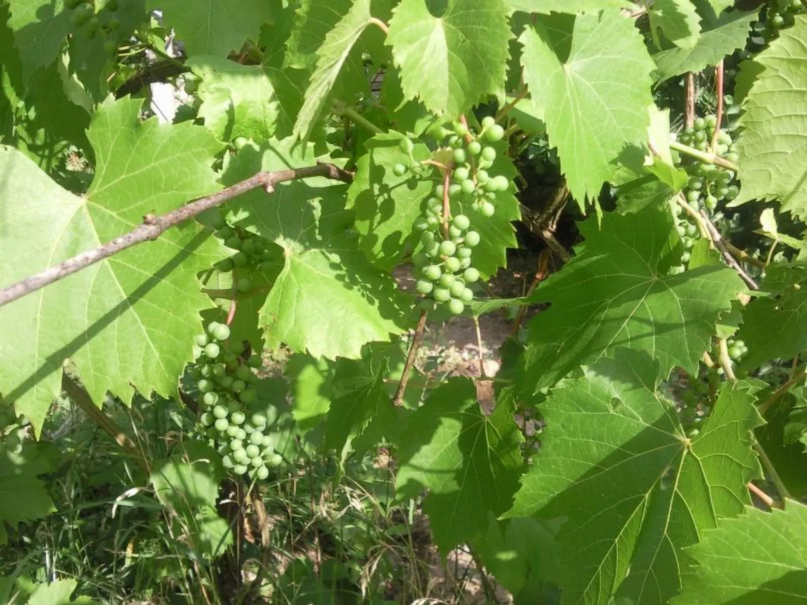 Mit biologischem Schwimmteich-Image-tags.info