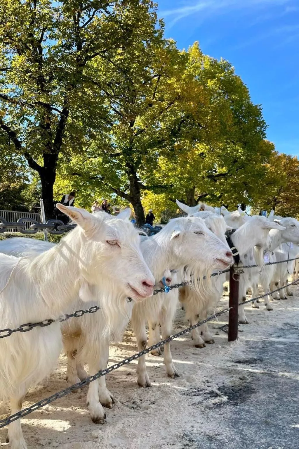 Im Dorf Urnäsch-Buiten