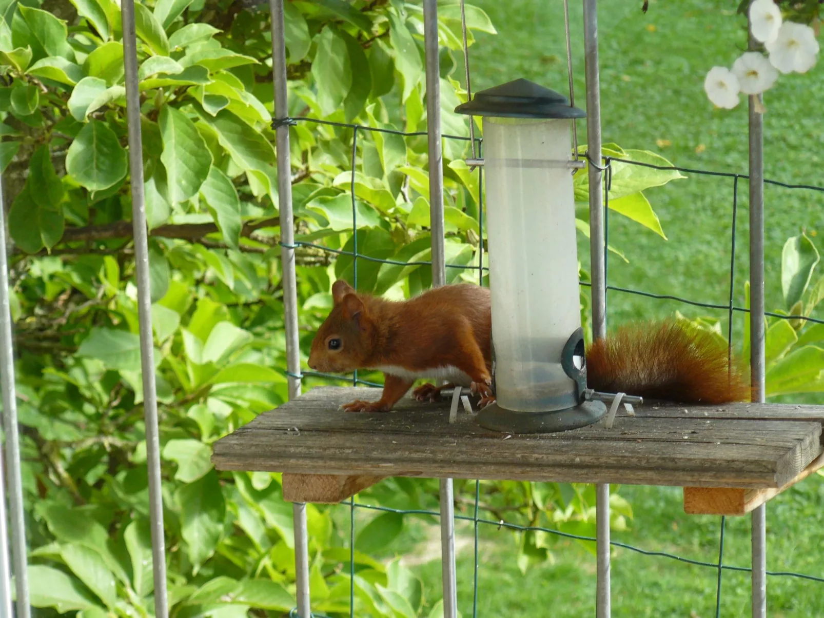 Ahorn Studio in Bad Dürrheim-Buiten