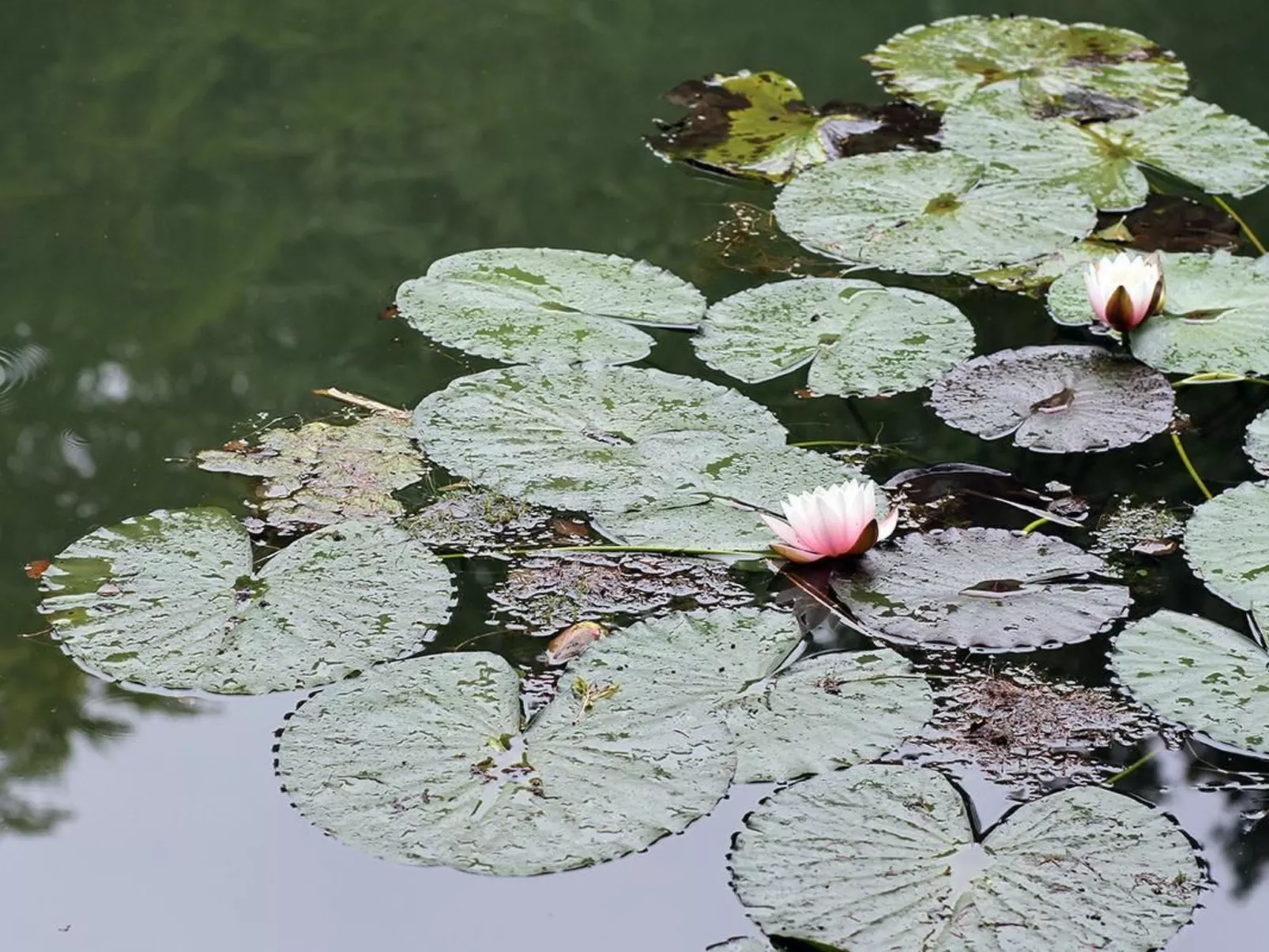 Am Weiher-Image-tags.info