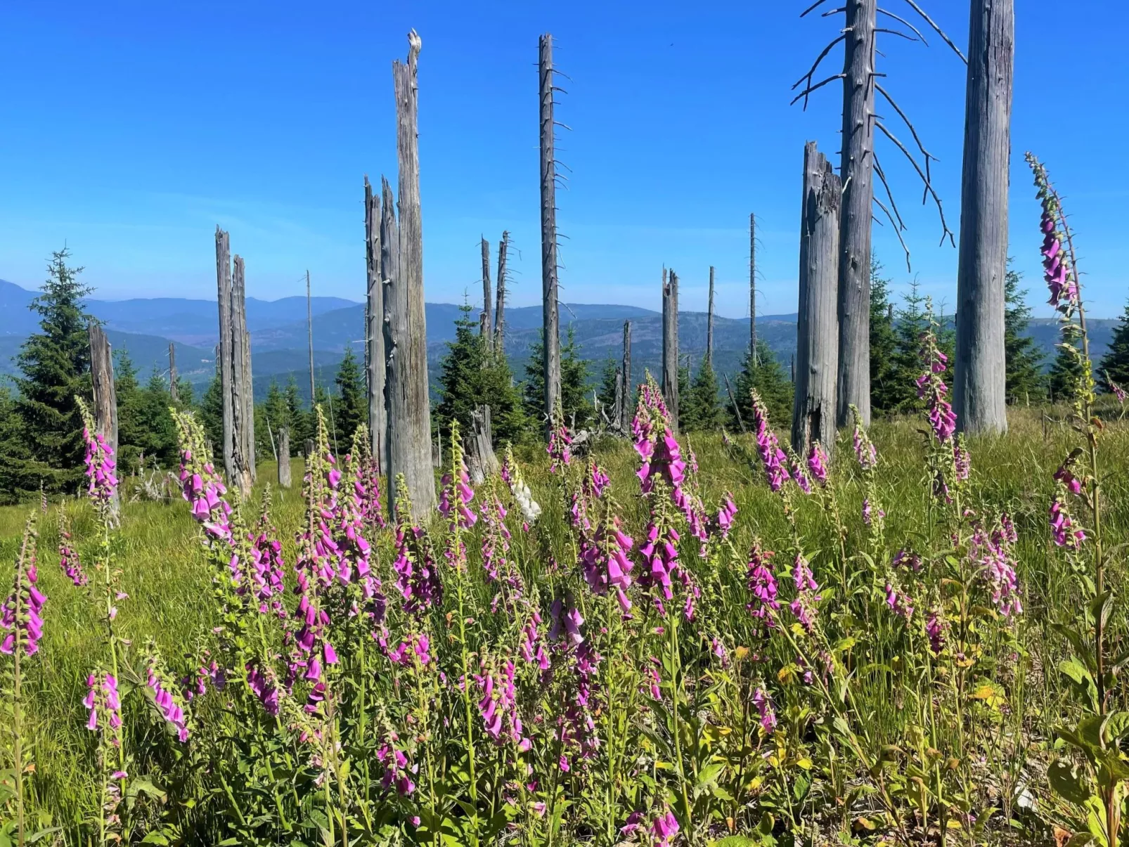 Landhaus Wildfeuer-Buiten