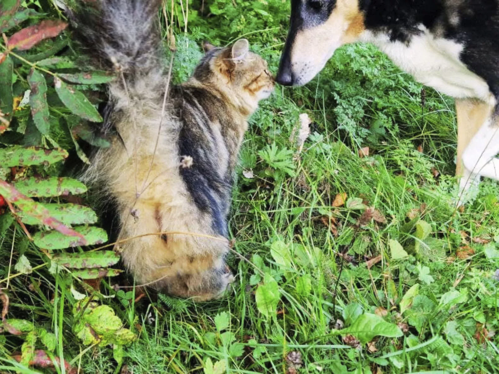 Gemütliches Ferienhaus Angermanland - höga Kusten-Image-tags.info