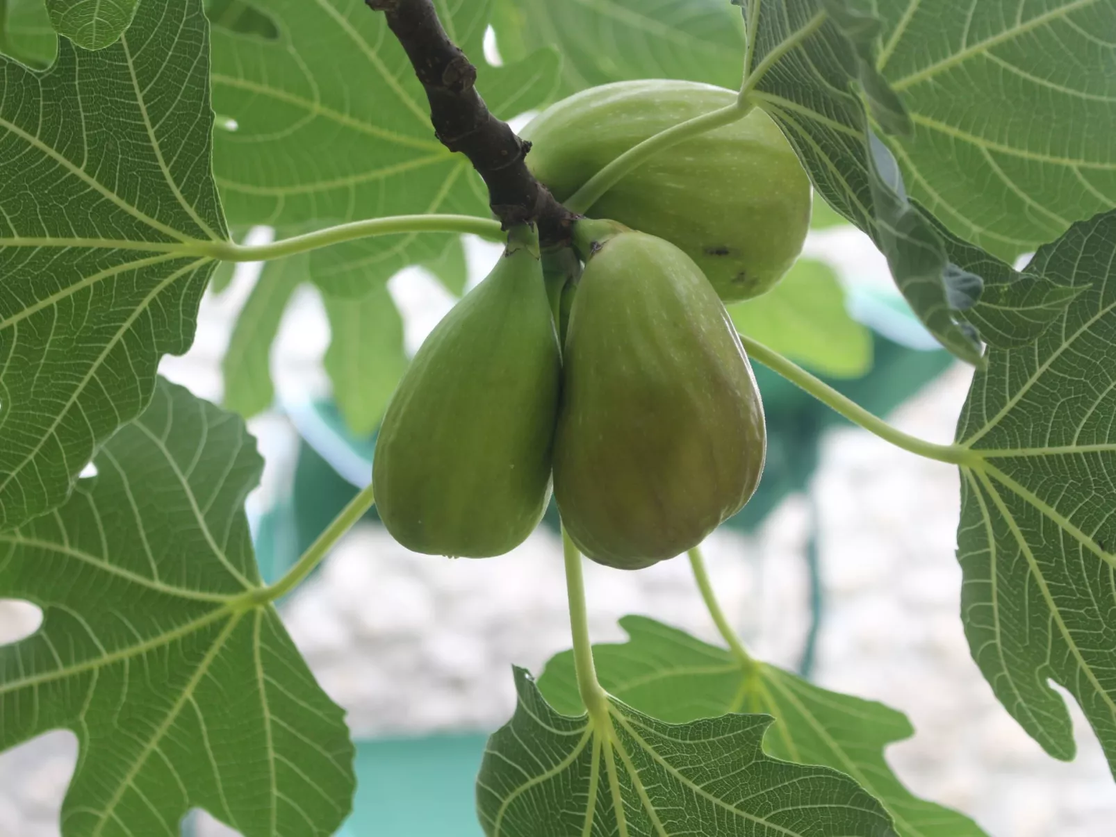 Geräumige Villa mit drei Schlafzimmern und einem ruhigen Garten-Buiten