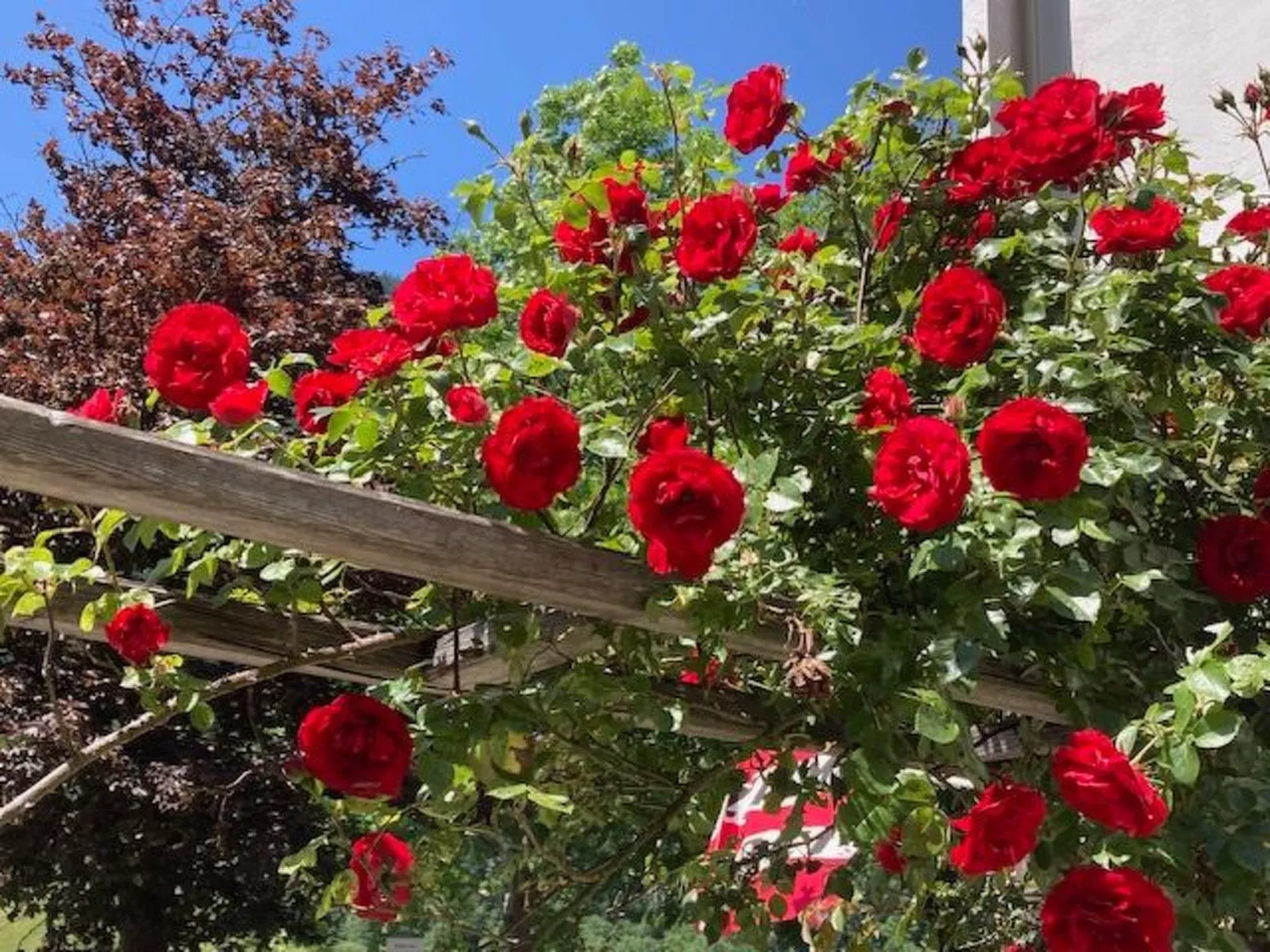 Im Haus Seebrauer in Feld am See-Buiten