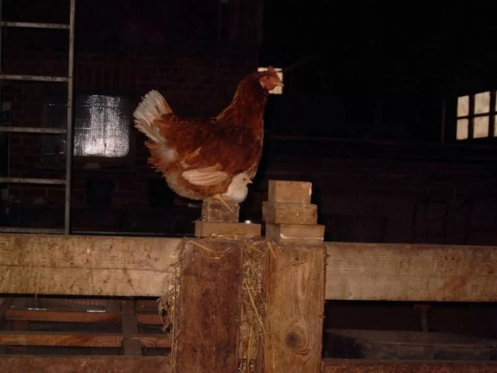 Mit Meerblick - direkt an der Ostsee-Buiten