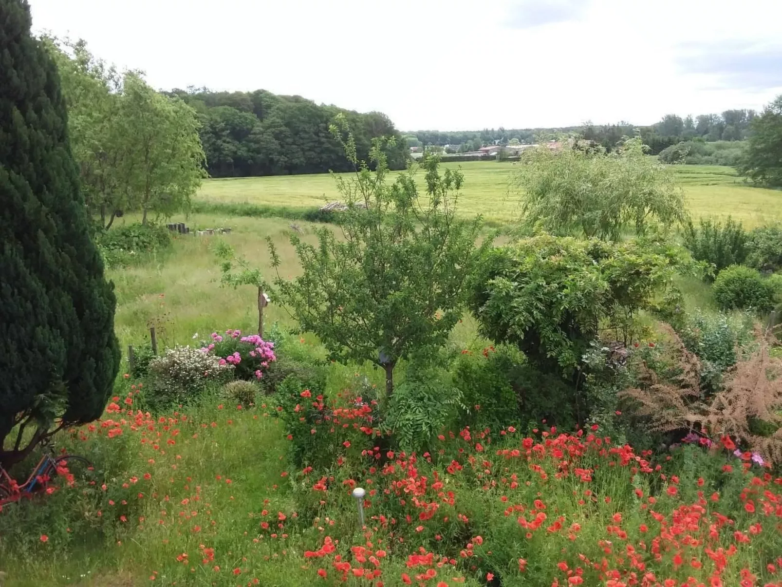 Schmetterling-Buiten