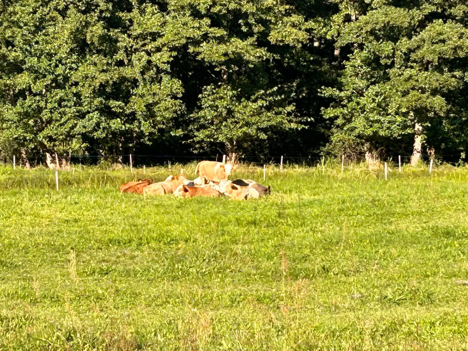Am Schwielochsee-Buiten