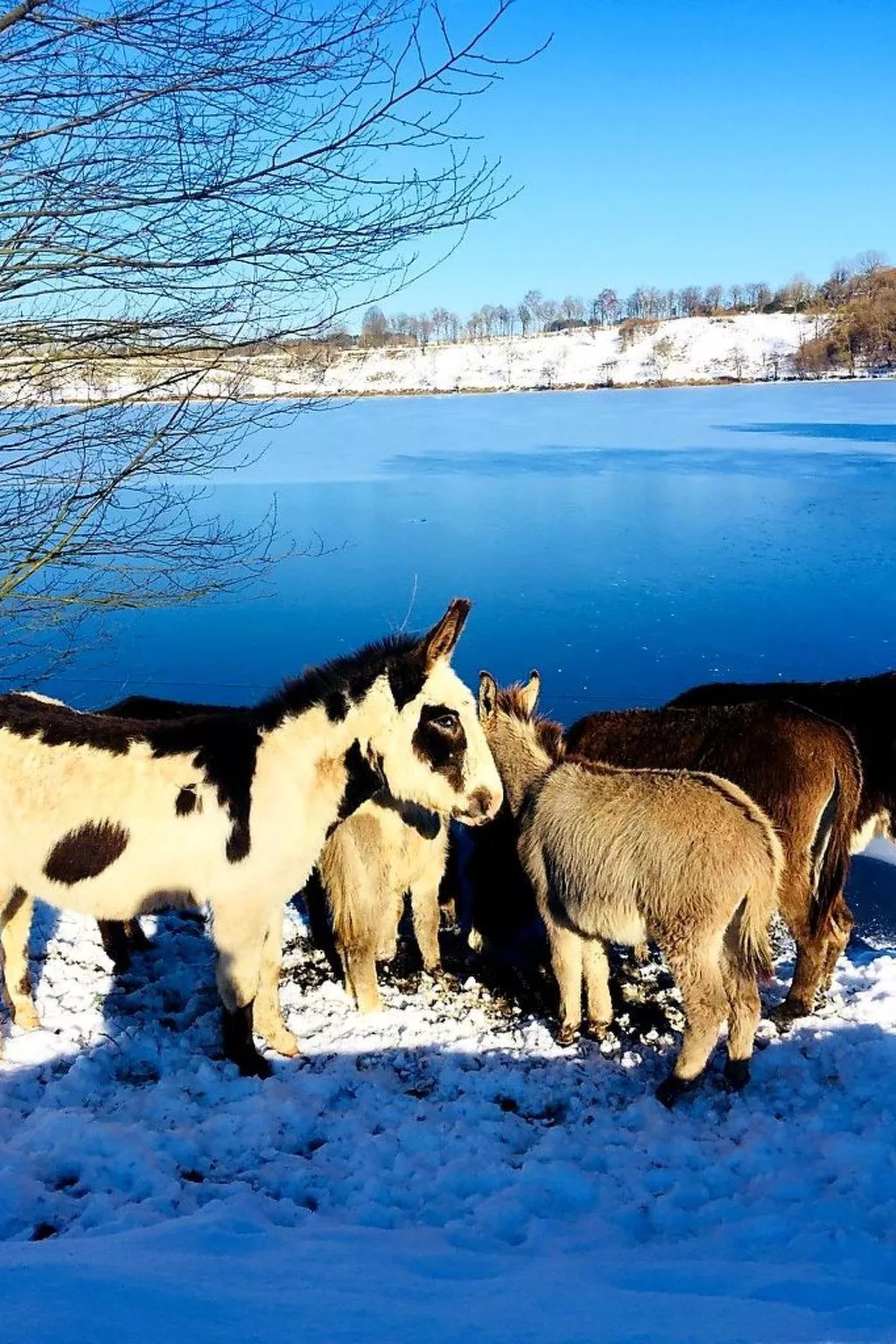 Landhaus Erika-Buiten