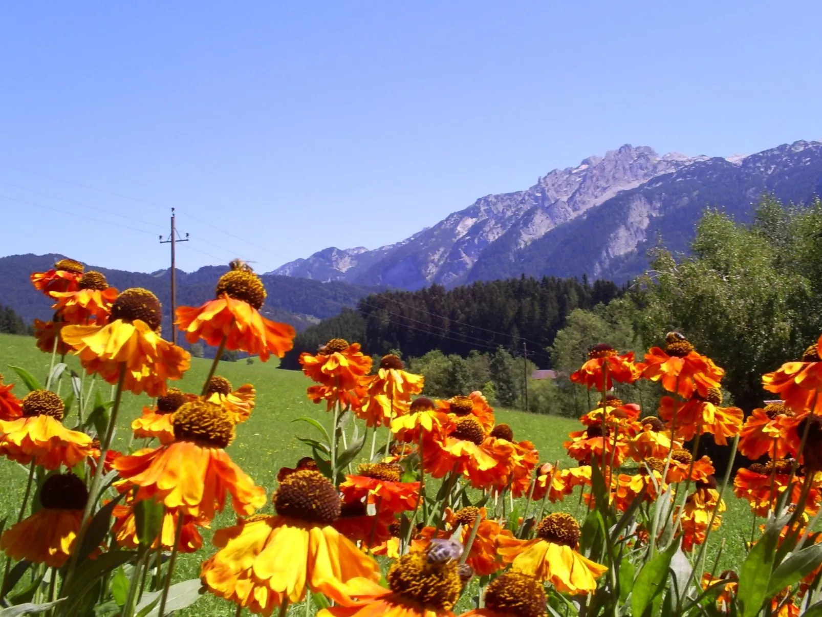 Gsenger in Abtenau-Buiten