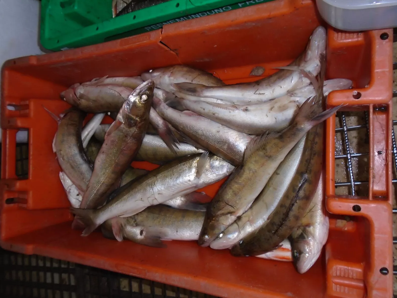 Komfortable Ferienwohnung in Zingst-Image-tags.info