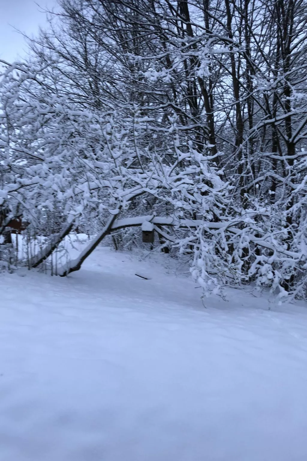 Wunderschönes Ferienhaus am Waldrand-Image-tags.info