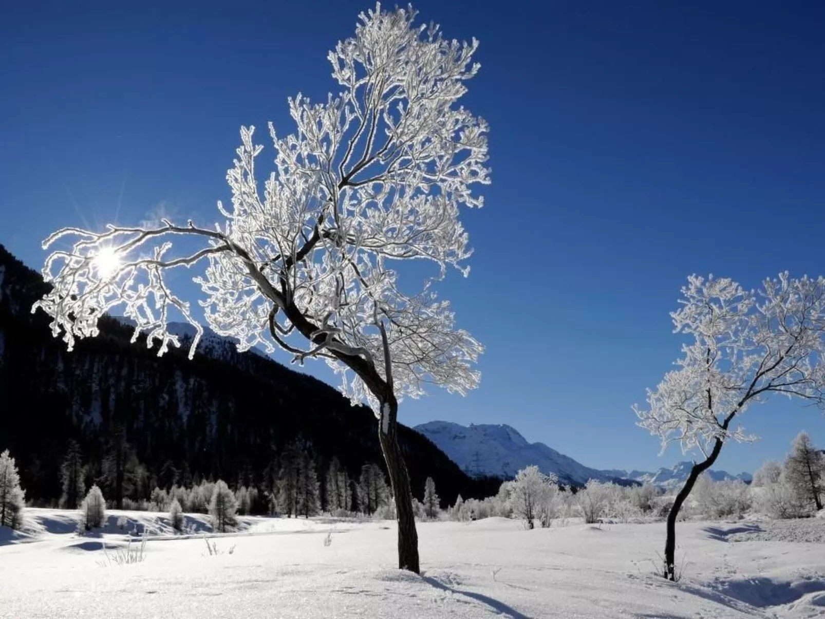 Arnica 2 La Punt-Buiten