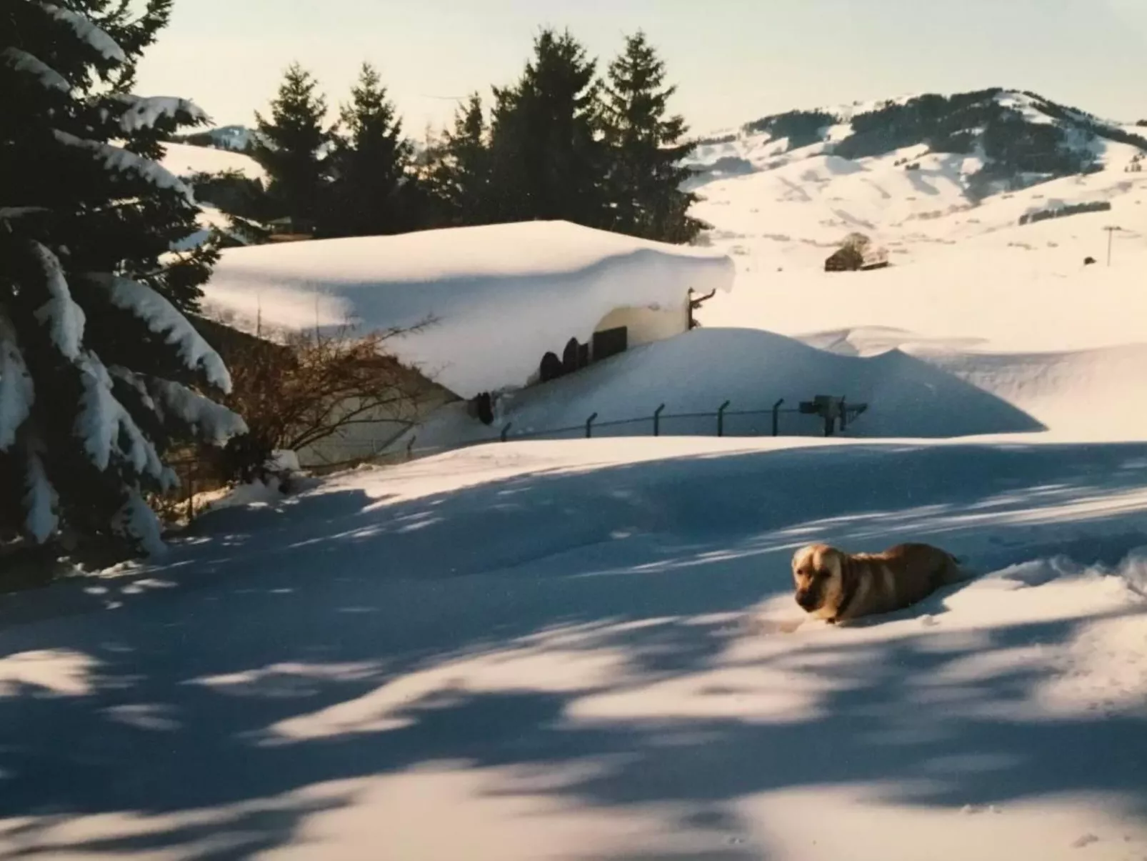 Soldanella-Image-tags.info