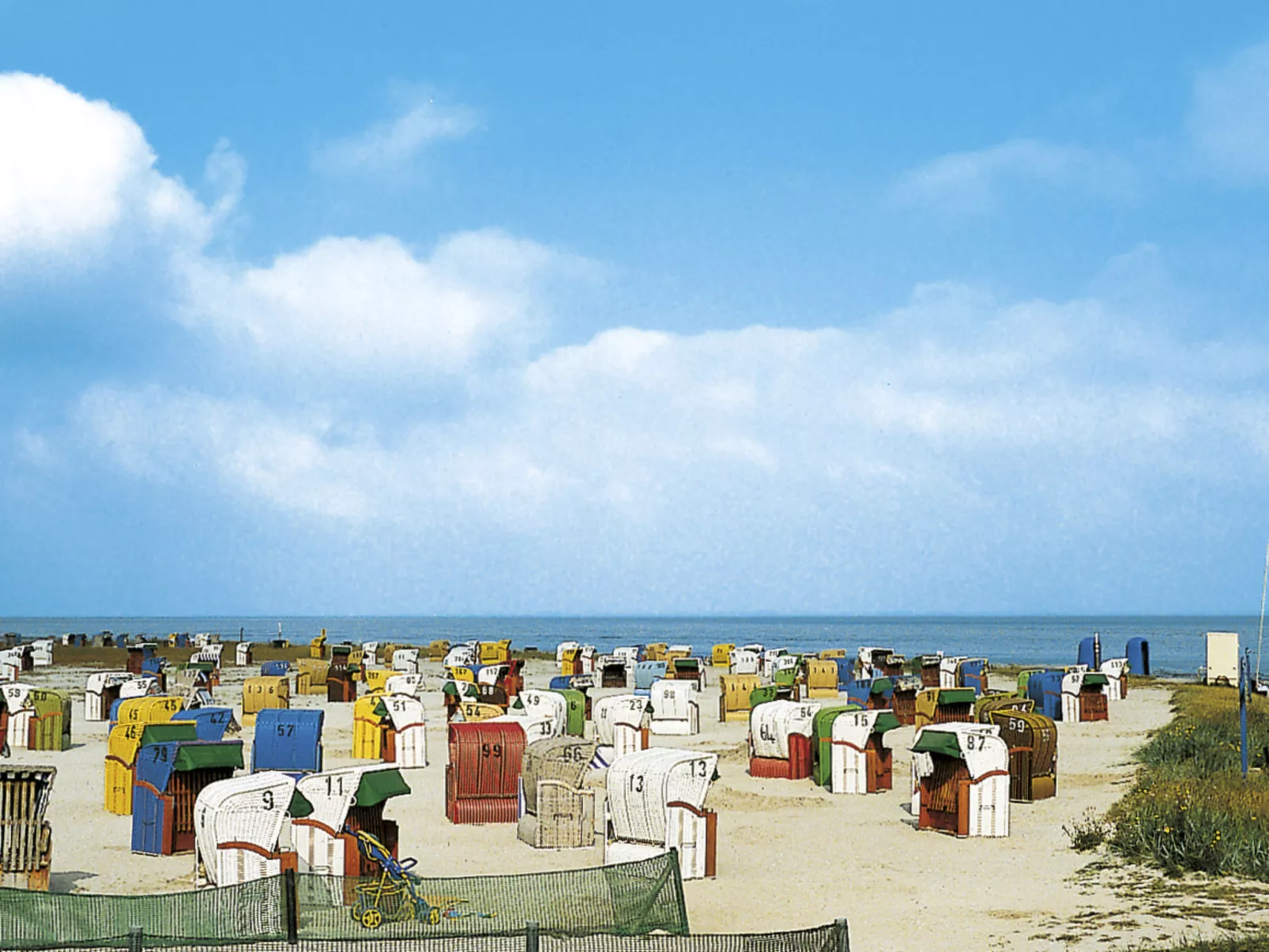 Strandflieder-Omgeving
