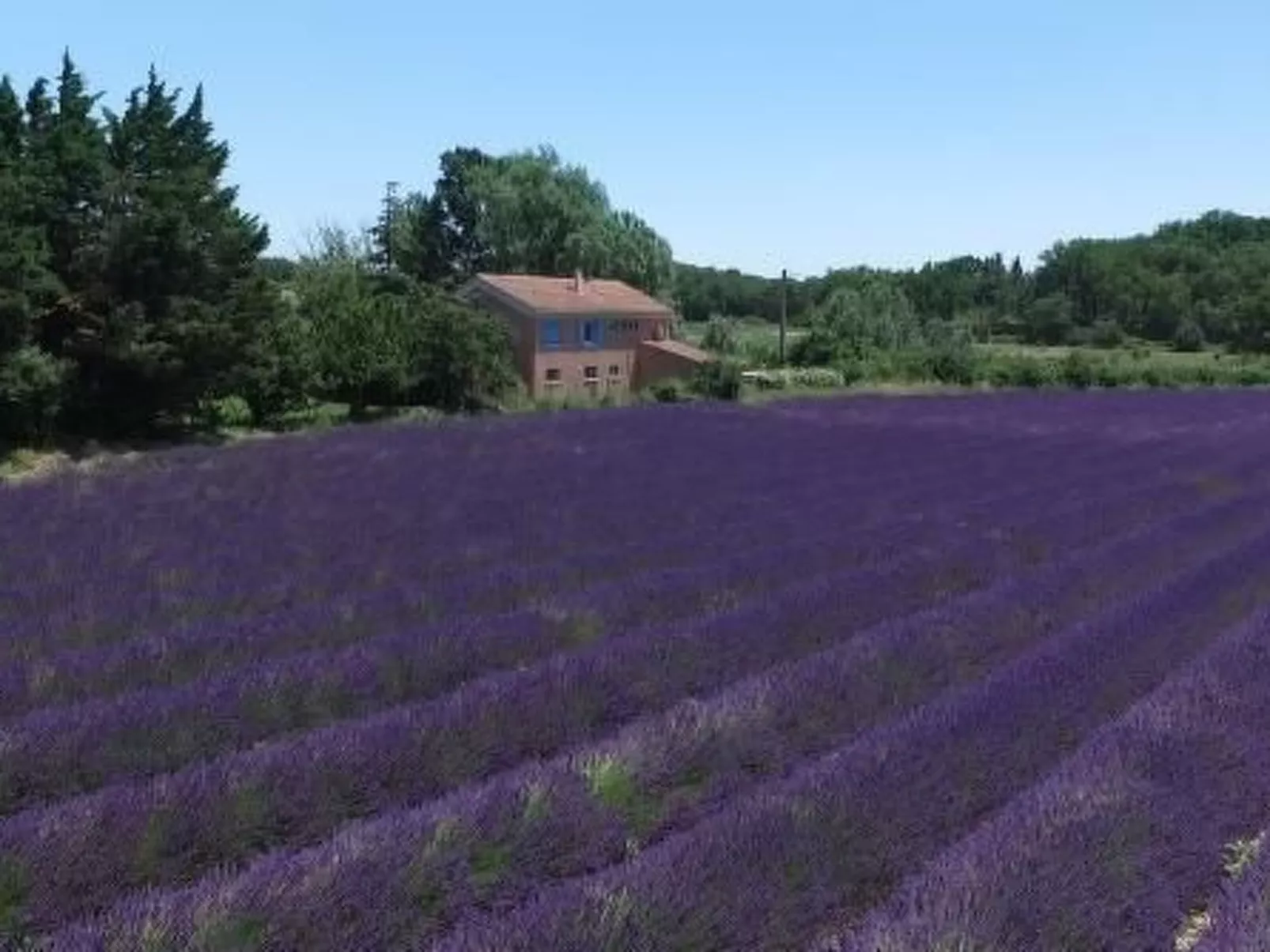 "Haus der Olivenbäume"-Buiten