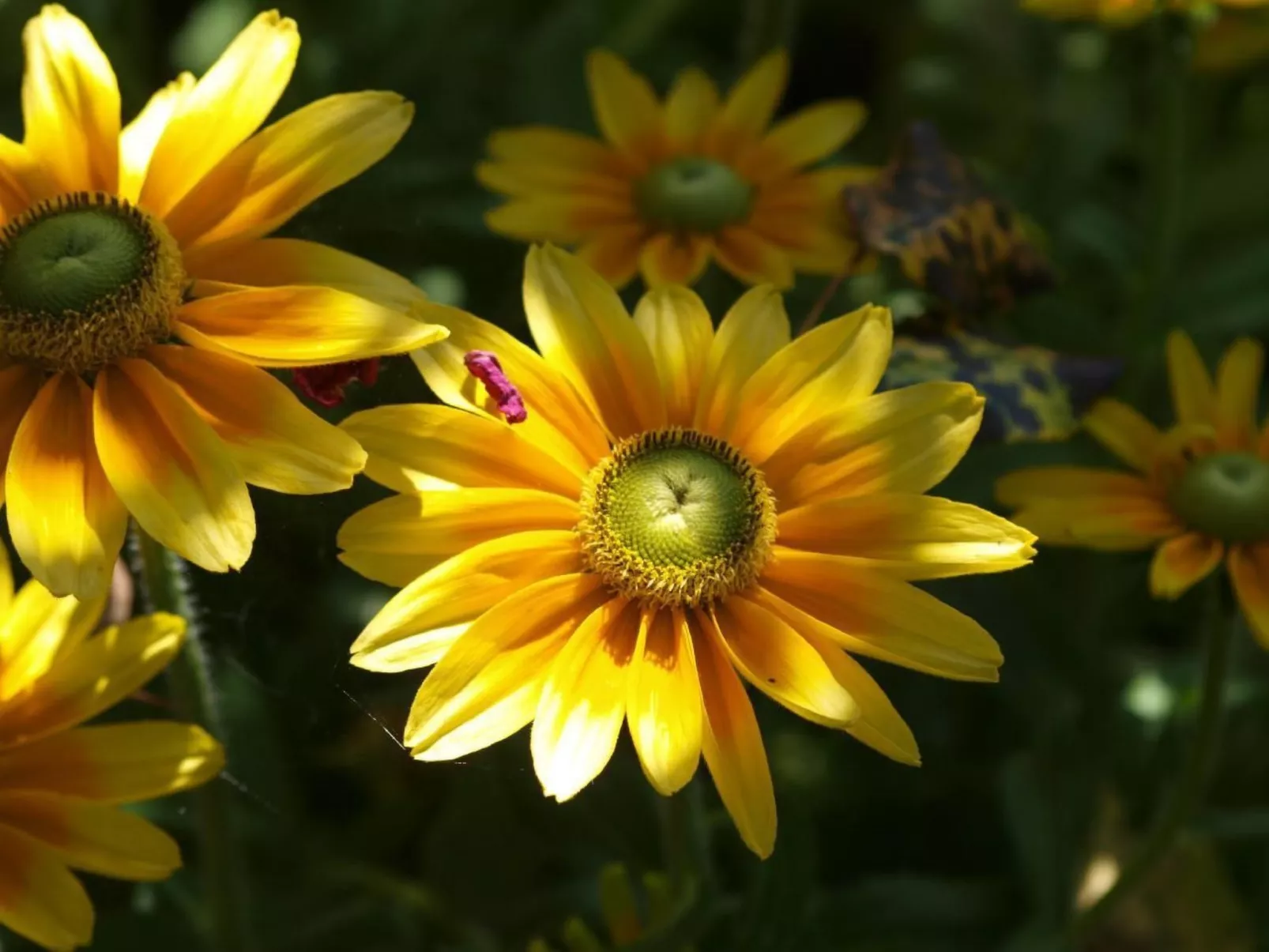 Le Château d'Eau-Buiten