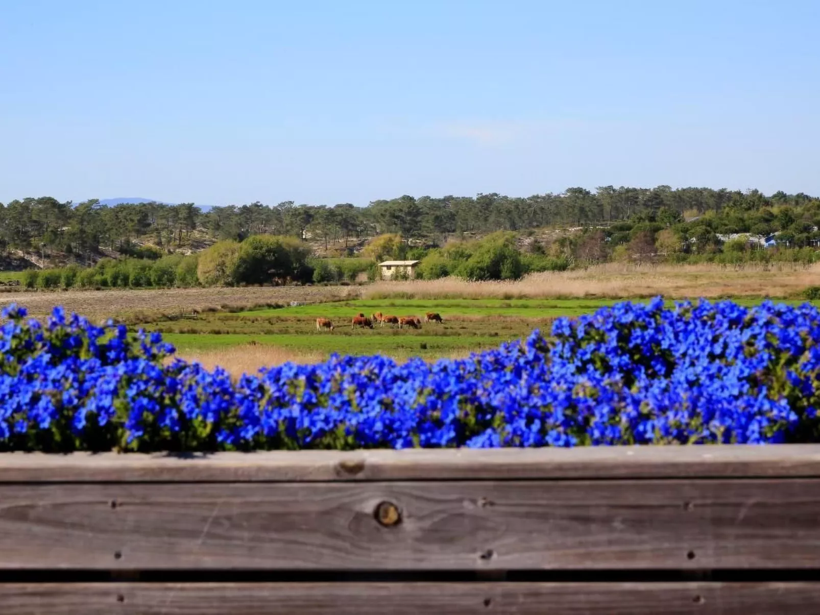 Exklusive Design-Villa in den Dünen, Pool auf dem Dach-Buiten